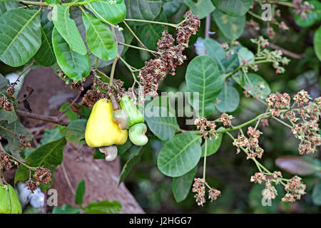 Reifung von Cashew-Nüssen, Anacardium Occidentale, im Baum in Goa, Indien. Cashew-Samen werden in Rezepten verwendet. Stockfoto