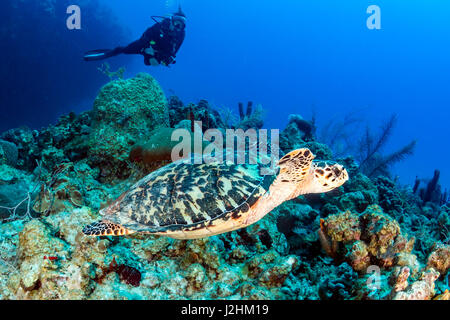 Weibliche Taucher und Schildkröte an einem Korallenriff Stockfoto