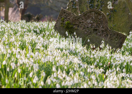 Schneeglöckchen unter den Grabsteinen in St.-Peter Kirche, Lacy Stanton, Shropshire. Stockfoto