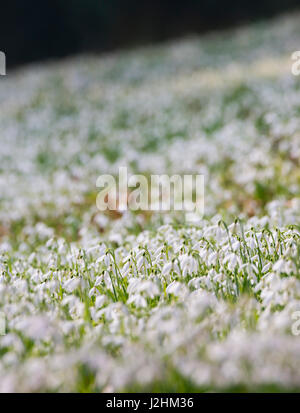 Anzeige der Schneeglöckchen auf dem Friedhof bei St. Peter, Lacy Stanton, Shropshire. Stockfoto