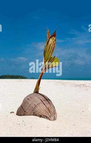 Sprießen, Kokosnuss, kleine Kokospalme (Cocos Nucifera), Sandbank vor Tekopua, Cook-Inseln, Ozeanien Stockfoto