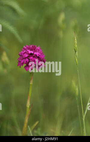 Anacamptis pyrimidalis (Pyramidal Orchidee) Stockfoto