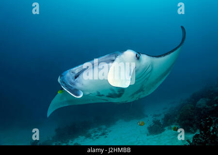 Riff-Mantarochen (Manta Alfredi), Schwimmen über Korallenriff, Vorderansicht, Fisch, Raja Ampat, West-Papua, Pazifik, Indonesien Stockfoto