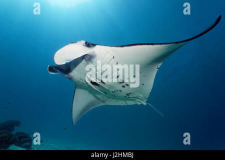 Riff-Mantarochen (Manta Alfredi) mit zwei schlanken Sharksucker (Echeneis Naucrates), Raja Ampat Archipel, Papua Barat Stockfoto