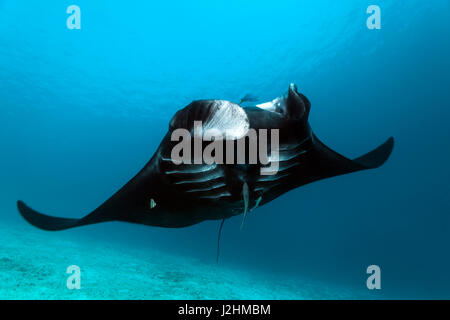 Pelagische Mantarochen (Manta Birostris), Schwimmen über Sandboden, schwarz, Fisch, Raja Ampat, West-Papua, Pazifik, Indonesien Stockfoto