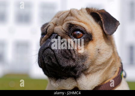 Mops, Portrait, Schleswig-Holstein, Deutschland Stockfoto
