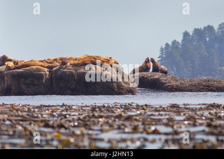 USA, Washington State, Bull Stellar Seelöwen (Eumetopias Jubatus) auf Offshore-Felsen in der Nähe von Harem vor Tatoosh Island, Cape Flattery, entlang der Olympischen Turnier. Stockfoto