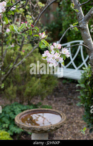 Malus. Erste Apfelblüte im April in einem kleinen englischen Garten. UK Stockfoto