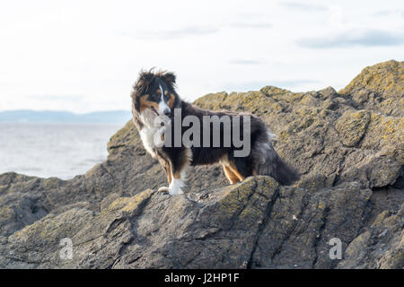 Sheltie auf den Felsen Stockfoto