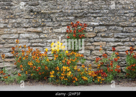 Wegrauke. Mauerblümchen entlang einem Stein Wand im Dorf Charlton, Northamptonshire, England Stockfoto