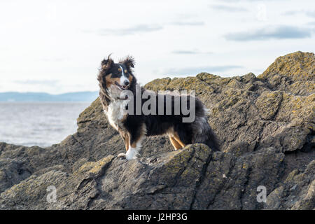 Sheltie auf den Felsen Stockfoto