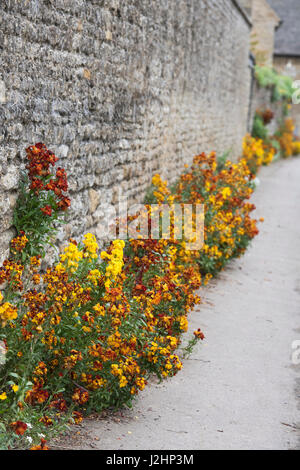 Wegrauke. Mauerblümchen entlang einem Stein Wand im Dorf Charlton, Northamptonshire, England Stockfoto