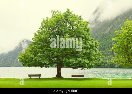 Leere Bank am Herbst Bergsee. Küste unter gebogen Baum Berge am Horizont und in Wasser-Spiegel. Vintage getönten Foto. Stockfoto