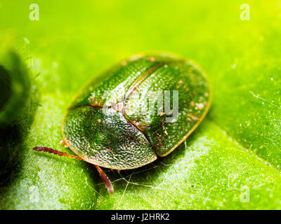 Grüne Schildkröte Käfer (Cassida Viridis) - London, England Stockfoto