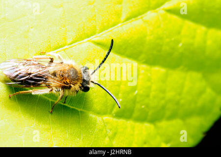 Andrena Dorsata - London, England Stockfoto