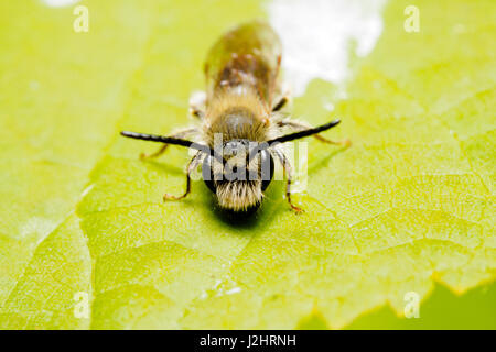 Andrena Dorsata - London, England Stockfoto