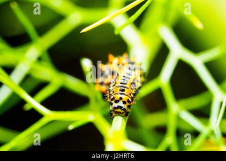 Caterpillar schon Apollo-Falter - Italien Stockfoto