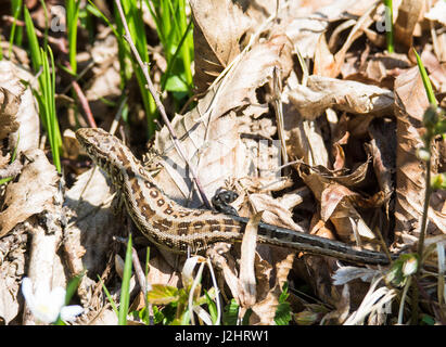 Zauneidechse (Lacerta Agilis) zwischen welken Blättern versteckt. Stockfoto