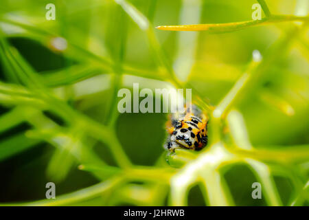 Caterpillar schon Apollo-Falter - Italien Stockfoto