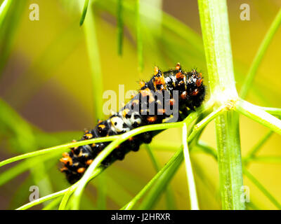 Caterpillar schon Apollo-Falter - Italien Stockfoto