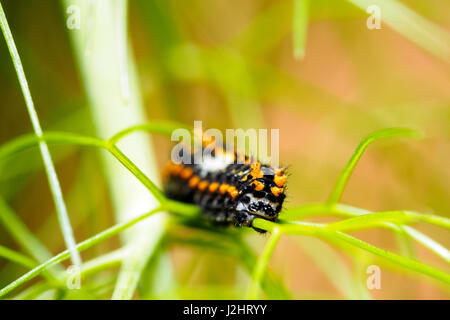 Caterpillar schon Apollo-Falter - Italien Stockfoto