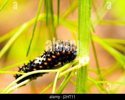 Caterpillar schon Apollo-Falter - Italien Stockfoto