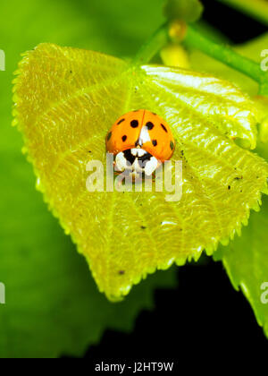 10 Punkt Marienkäfer (Coccinella decempunctata) - London, England Stockfoto