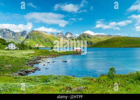 Winzige rote Fischerhaus liegt am Rande des Strandes, in eine kleine Bucht/Ton auf den Lofoten lone. Wildblumen, Berge und lebendige Farben. Stockfoto