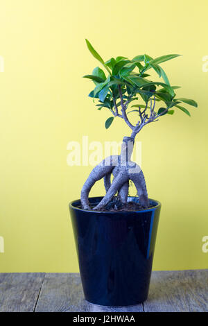 Ficus Ginseng in einem Topf auf einem gelben Hintergrund Stockfoto