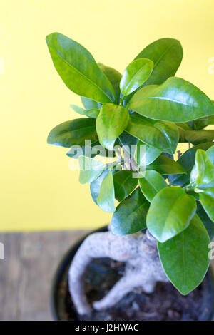 Ficus Ginseng in einem Topf auf einem gelben Hintergrund Stockfoto