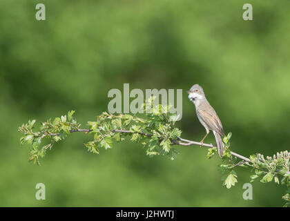 Gemeinsame Whitethroat (Sylvia Communis) auf Ast, singen Stockfoto