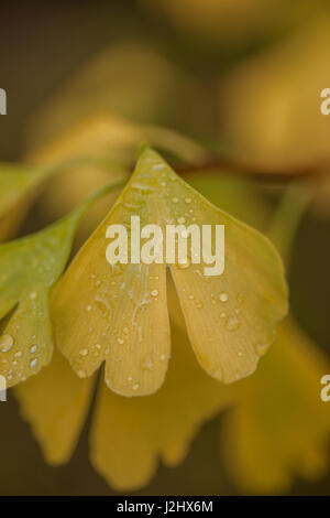 Vergilbung Ginkgo Blätter des japanischen Ginkgo - Herbst Stockfoto