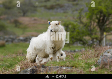 Welsh Mountain Sheep Ewe hält eine wachsame Wache während der Fütterung ihr Lamm auf einem zerklüfteten Berg Weide im ländlichen Wales Bala Stockfoto