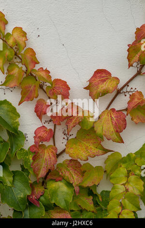 Efeu an der Wand des Hauses im Herbst Stockfoto