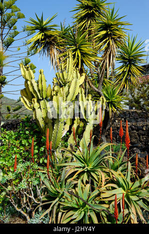 Insel der Kanaren, Teneriffa, Flora und Natur an einem sonnigen Tag Stockfoto