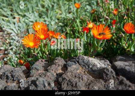 Rot-Finger-Vygie (Malephora Purpureo-Crocea, Malephora Purpureocrocea), Blüte, Kanarische Inseln, Teneriffa Stockfoto