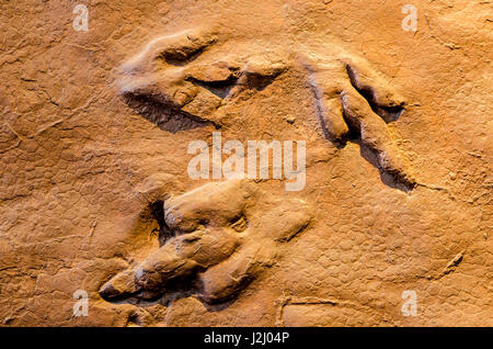 Dinosaur tracks an Dinosaurier Discovery, Farm Johnson, St. George, Utah, USA. Stockfoto