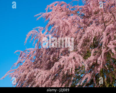 Tamariske (Tamarix Gallica) in voller Blüte - Frankreich. Stockfoto