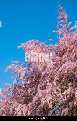 Tamariske (Tamarix Gallica) in voller Blüte - Frankreich. Stockfoto