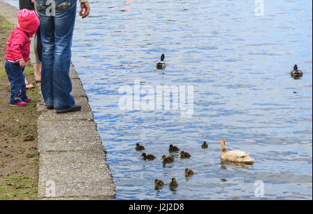 Mama und Baby Mallard Enten, Seattle Park eine Meile offenen Wasser schwimmen, East Beach, Green Lake, Seattle, WA Stockfoto