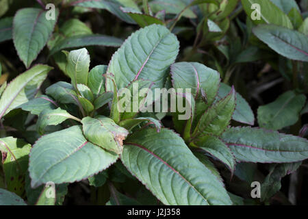 Junge vor der Blüte Laub/Blätter der Himalayan Balsam/Impatiens glandulifera - eine lästige angriffsunkraut von Flüssen und Feuchtgebieten, Ufer. Stockfoto