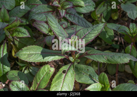 Junge vor der Blüte Laub/Blätter der Himalayan Balsam/Impatiens glandulifera - eine lästige angriffsunkraut von Flüssen und Feuchtgebieten, Ufer. Stockfoto