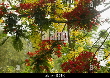 Delonix Regia auch bekannt als Krishnachura, Flame Tree, Royal Poinciana, Gulmohar. Brahmanbaria, Bangladesch. Stockfoto