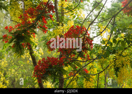 Delonix Regia auch bekannt als Krishnachura, Flame Tree, Royal Poinciana, Gulmohar. Brahmanbaria, Bangladesch. Stockfoto