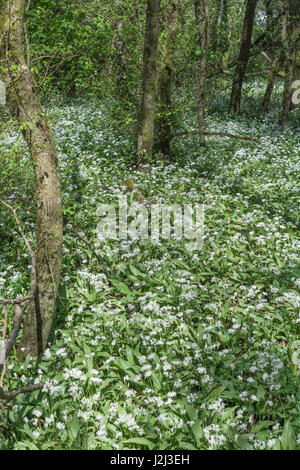 Blumen von wildem Knoblauch namens Ramsons/Allium ursinum. Ein Ersatz für Knoblauch in der Kochkunst & Metapher für Wildnahrung im Frühling. Holzboden Stockfoto