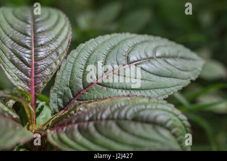 Junge vor der Blüte Laub/Blätter der Himalayan Balsam/Impatiens glandulifera - eine lästige angriffsunkraut von Flüssen und Feuchtgebieten, Ufer. Stockfoto