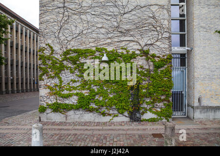 Grünen Efeu in Form von Bäumen erstreckt sich entlang einer Mauer, Straßenlaterne Stockfoto