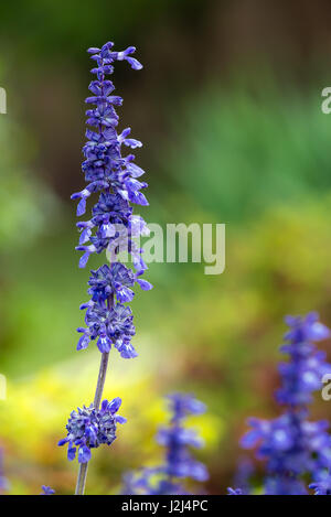 Blaue Salvia (Salvia Farinacea) blühen im Garten Stockfoto