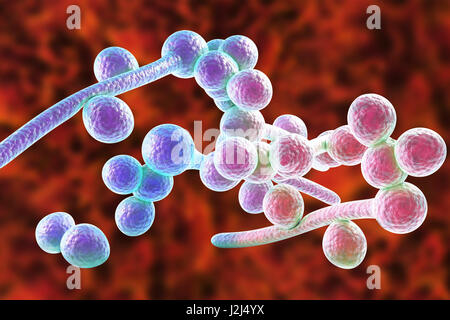 Candida Albicans Hefe und Hyphen Bühnen, Computer Bild. Ein hefeartigen Pilz häufig auftretenden auf der menschlichen Haut, in der oberen Atemwege, nährenden und weibliche Genitalverstümmelung Traktate. Dieser Pilz hat einen dimorphen Lebenszyklus mit Hefe und Bodenaggregaten Bühnen. Die Stockfoto