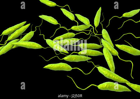 Leishmania SP. Protozoen, Computer Bild. Dieser Parasit verursacht die Tropenkrankheit Leishmaniose. Dies dauert mehrere Formen, offene Wunden auf der Haut oder potenziell tödliche Leberschäden verursachen. Es wird durch die Bisse von infizierten Sandmücken übertragen. Stockfoto